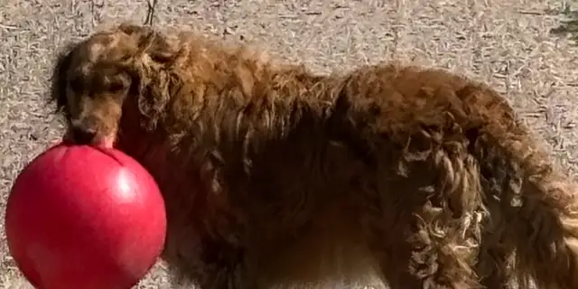 dont-drop-the-ball Image